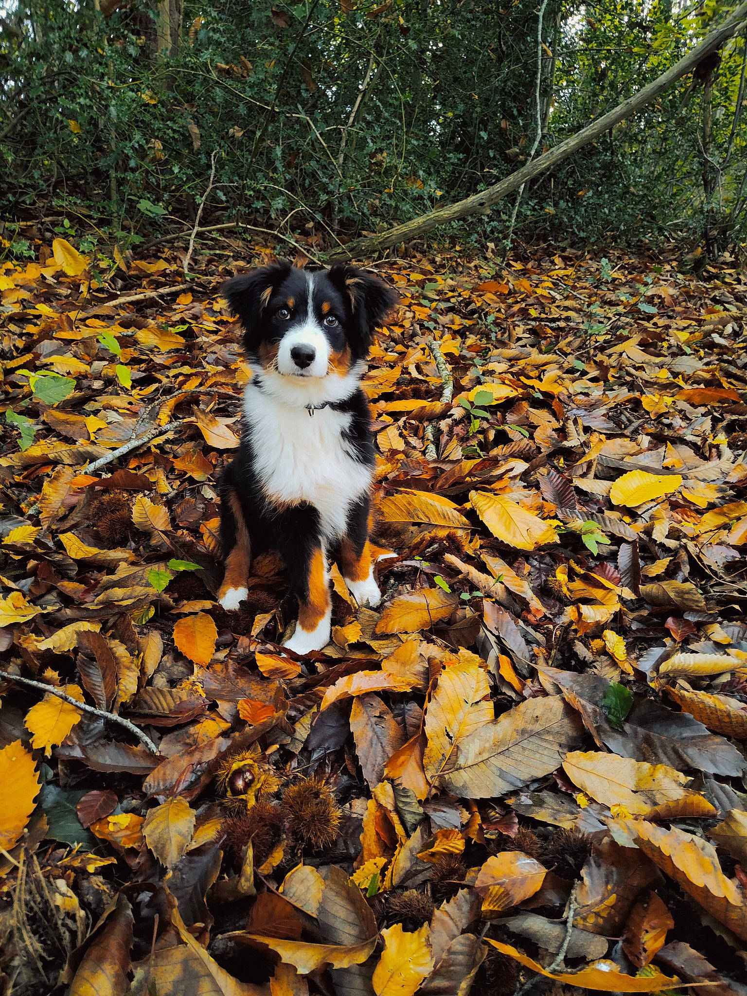Sally a rejoint le concours — aidez-le/la à gagner de superbes lots ! autumn, carnivore, companion_dog, deciduous, dog, dog_breed, fawn, forest, grass, herding_dog, leaf, natural_landscape, plant, soil, sporting_group, tail, terrestrial_animal, tree, wood, woodland