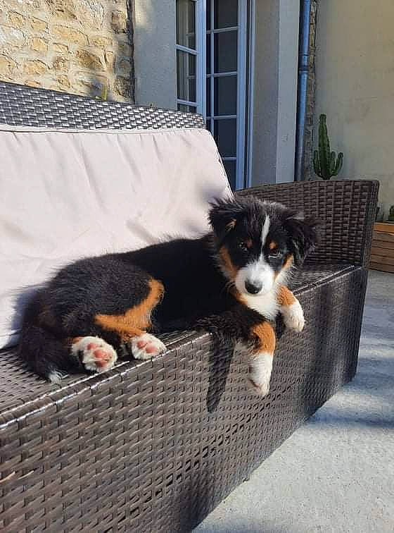 Sally participe au concours pour gagner de l'argent avec cette photo : border_collie, canidae, carnivore, companion_dog, dog, dog_breed, dog_supply, fur, herding_dog, houseplant, mammal, pet_supply, plant, snout, sporting_group, tail, vertebrate, window, working_animal, working_dog