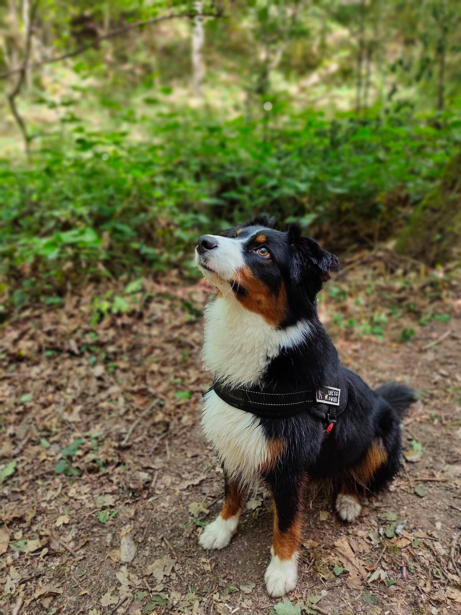 Sally a rejoint le concours — aidez-le/la à gagner de superbes lots ! canidae, carnivore, companion_dog, dog, dog_breed, forest, grass, herding_dog, jungle, plant, soil, sporting_group, tail, terrestrial_animal, terrestrial_plant, tree, woodland, working_animal, working_dog