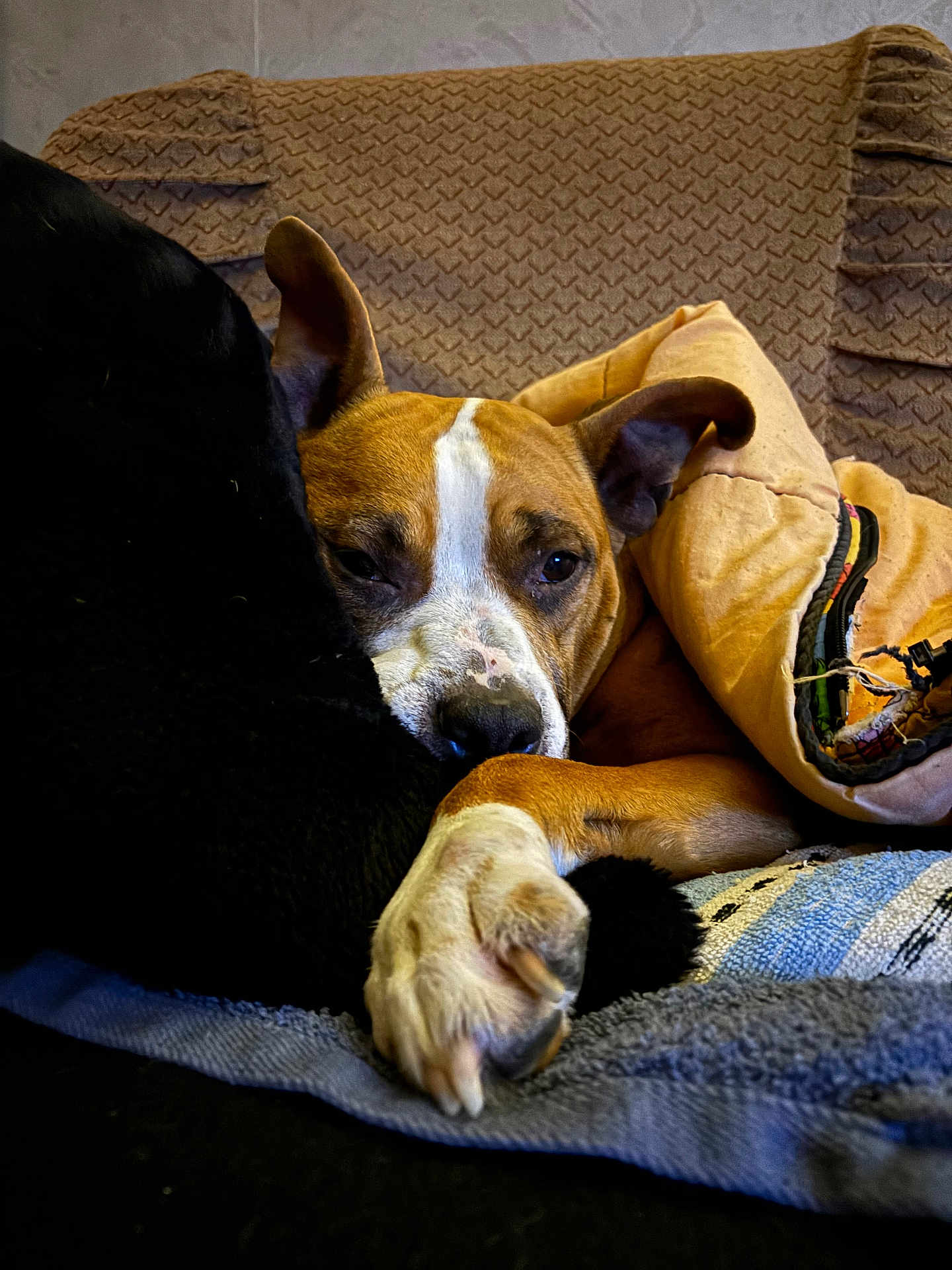 Orka participe au concours pour gagner de l'argent avec cette photo : dog, couch, blanket, quilt, paw, sleepy, indoors, cozy, brown, white, black, fur, resting, pet, relaxed, home, comfort, snuggle, animal, face
