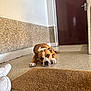 Orka a rejoint le concours — aidez-le/la à gagner de superbes lots ! dog, brown, white, floor, door, doormat, hallway, sleeping, resting, indoor, paw, napping, relaxed, white_shoes, wall, baseboard, closed_door, quiet, calm, pet