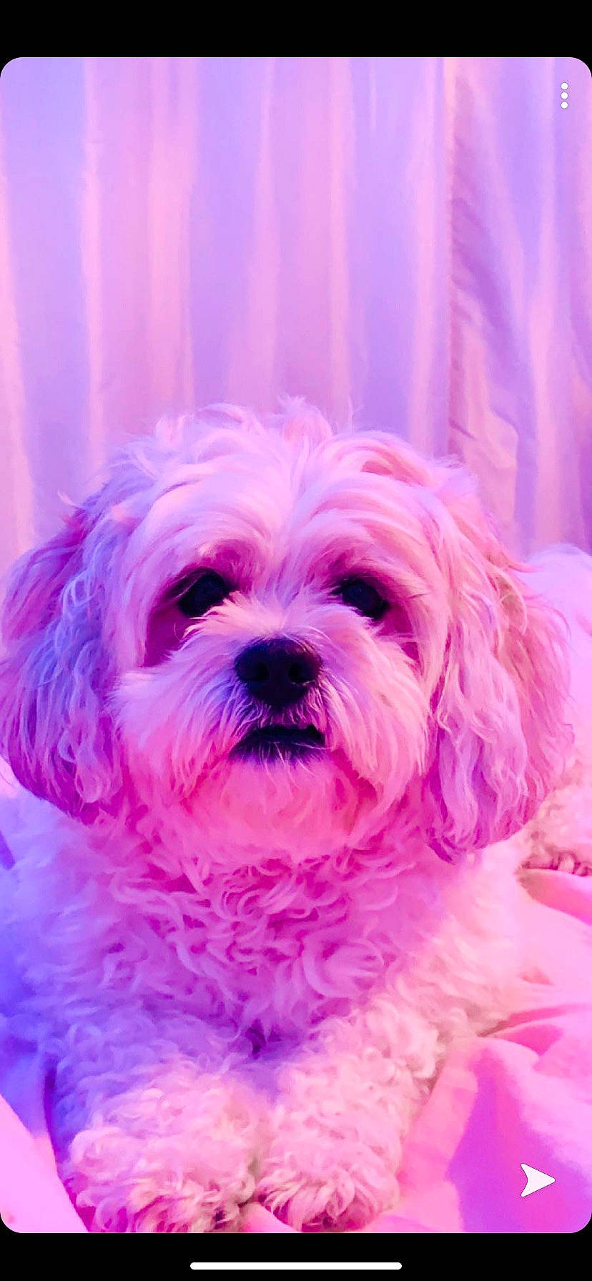 Coco is registered to the contest to win money with this photo: canidae, carnivore, cavachon, chinese_imperial_dog, companion_dog, dog, dog_breed, havanese, maltepoo, maltese, mammal, morkie, pink, puppy, puppy_love, schnoodle, shih_tzu, snout, vertebrate, west_highland_white_terrier