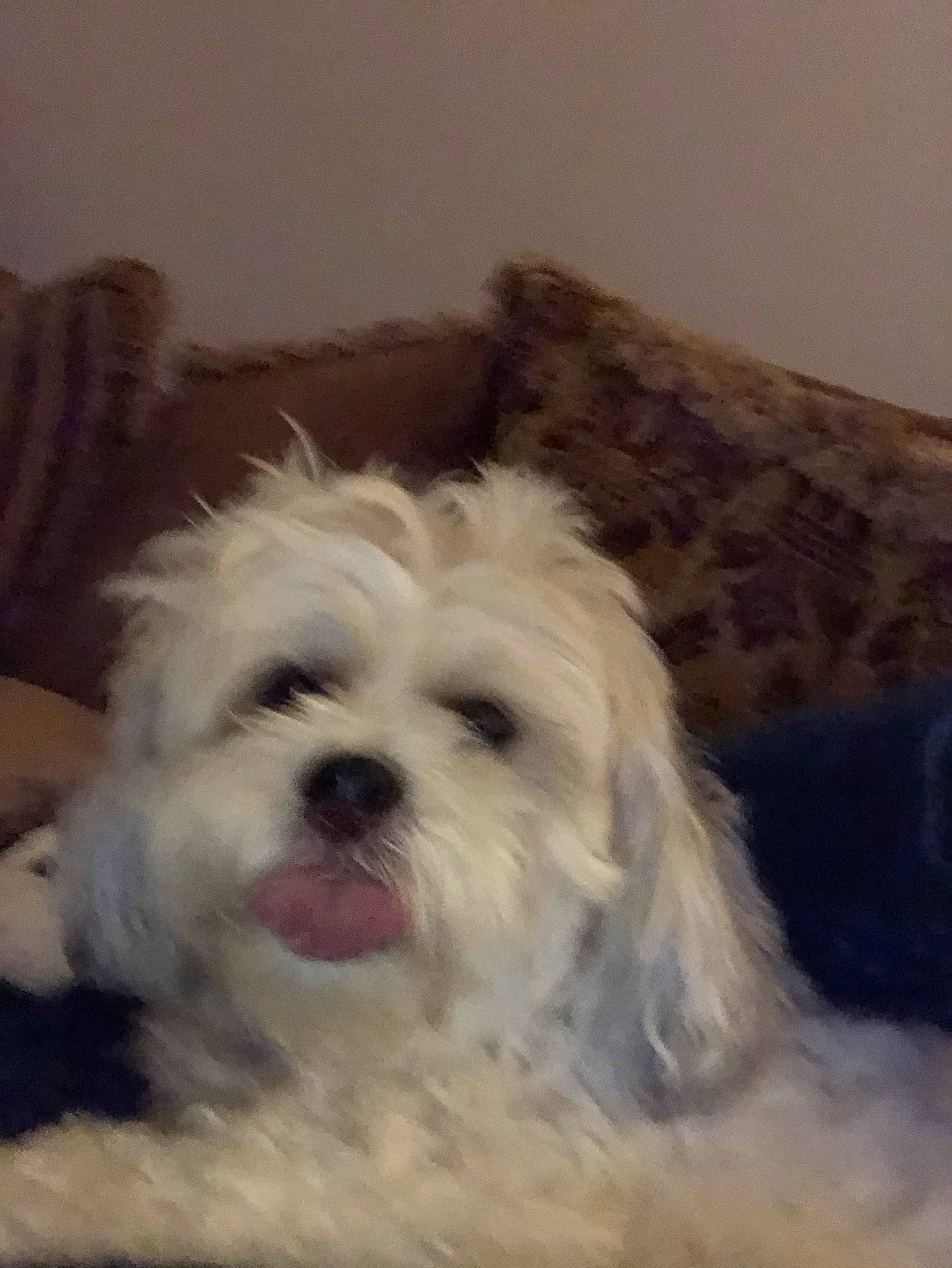 Coco is registered to the contest to win money with this photo: bolonka, canidae, carnivore, chinese_imperial_dog, cockapoo, companion_dog, coton_de_tulear, dog, dog_breed, kyi_leo, lowchen, maltepoo, maltese, mammal, morkie, puppy, schnoodle, shih_tzu, vertebrate, west_highland_white_terrier