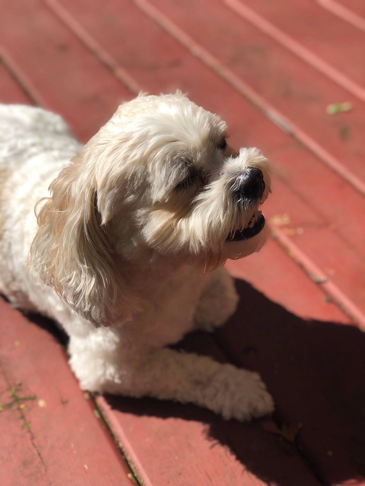 Coco is registered to the contest to win money with this photo: canidae, carnivore, companion_dog, dog, dog_breed, havanese, kyi_leo, lhasa_apso, lowchen, maltepoo, maltese, mammal, puppy, schnoodle, shih_tzu, snout, sporting_lucas_terrier, terrier, tibetan_terrier, vertebrate