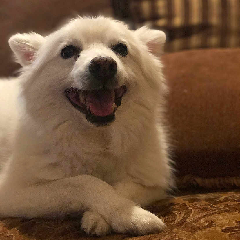 Marshmallow