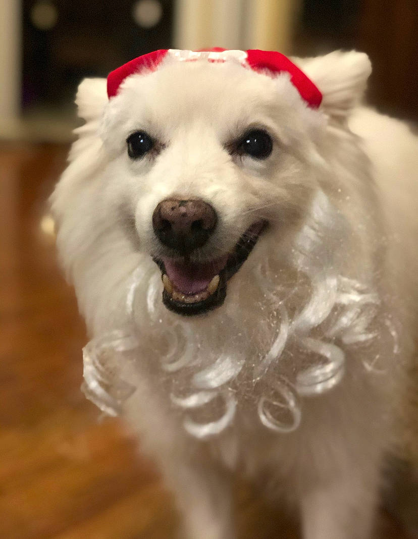 Marshmallow is registered to the contest to win money with this photo: american_eskimo_dog, canidae, carnivore, companion_dog, dog, dog_breed, indian_spitz, japanese_spitz, kintamani, mammal, non_sporting_group, nose, pomeranian, puppy, rare_breed_dog, samoyed, snout, vertebrate, volpino_italiano