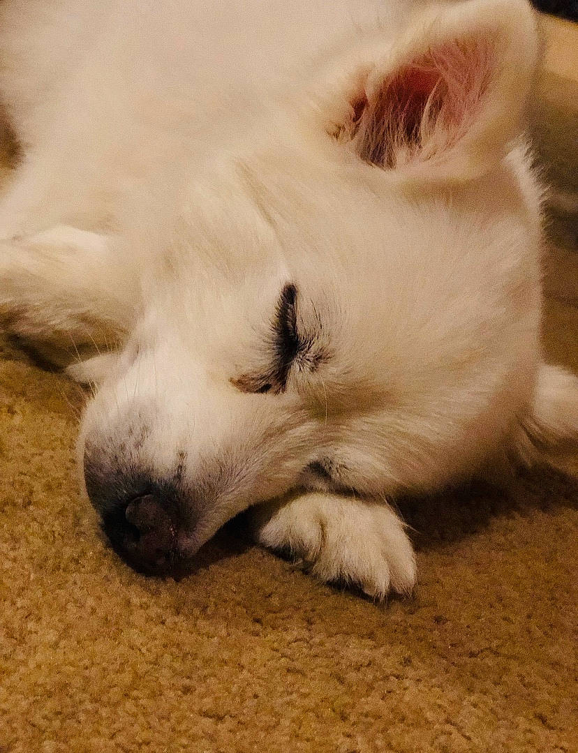 Marshmallow joined the competition — help win amazing prizes! american_eskimo_dog, berger_blanc_suisse, canadian_eskimo_dog, canidae, carnivore, dog, dog_breed, japanese_spitz, mammal, nose, puppy, samoyed, snout, volpino_italiano, whiskers, white_shepherd