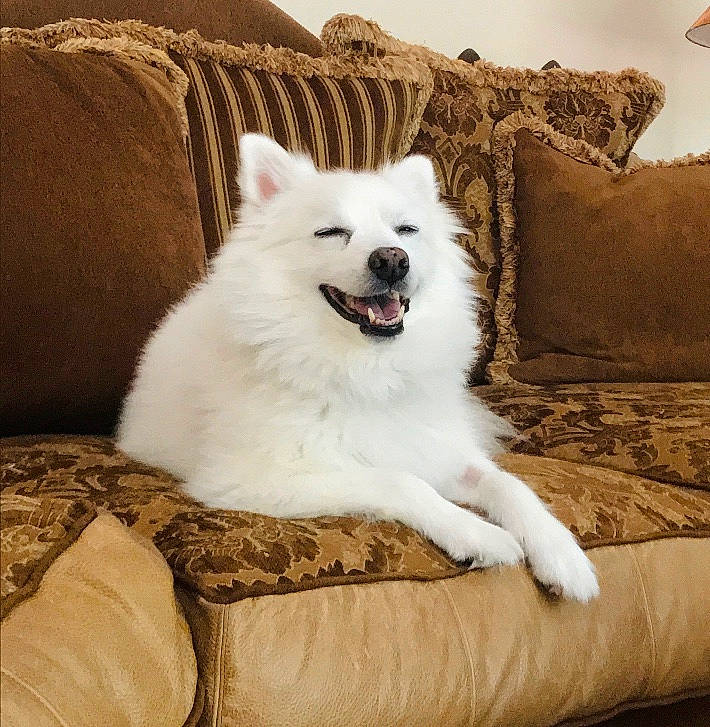 Marshmallow is registered to the contest to win money with this photo: american_eskimo_dog, berger_blanc_suisse, canadian_eskimo_dog, canidae, carnivore, companion_dog, dog, dog_breed, german_spitz, german_spitz_mittel, indian_spitz, japanese_spitz, mammal, non_sporting_group, pomeranian, rare_breed_dog, samoyed, spitz, vertebrate, volpino_italiano