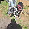 animal, black_and_white, bucket, canine, daytime, dirt, dog, grass, happy, harness, lawnmower, leash, outdoor, pet, service_dog, shadow, speckled, standing, sunlight, tongue_out