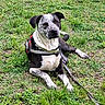 Big Boy is registered to the contest to win money with this photo: dog, canine, pet, grass, outdoor, leash, harness, black_and_white, speckled, lying_down, nature, animal, mammal, ears, face, paws, alert, resting, daylight, greenery