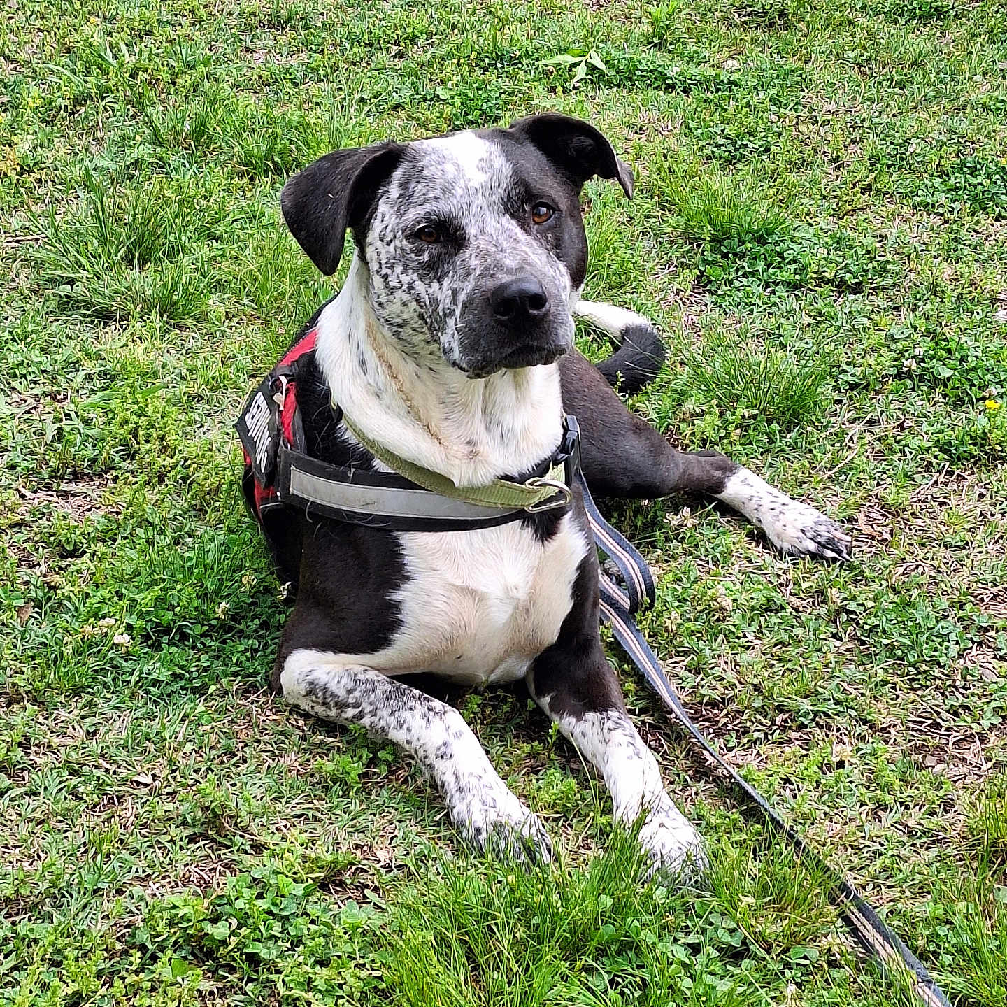 Big Boy is registered to the contest to win money with this photo: dog, canine, pet, grass, outdoor, leash, harness, black_and_white, speckled, lying_down, nature, animal, mammal, ears, face, paws, alert, resting, daylight, greenery