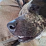 Big Boy joined the competition — help win amazing prizes! animal, brown, canine, close_up, content, couch, cozy, dog, ear, fur, indoor, lying_down, nose, pet, portrait, relaxed, sleepy, smiling, teeth, texture