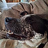 Big Boy is registered to the contest to win money with this photo: animal, background_blur, black_and_white, blanket, close_up, comfort, couch, cozy, dog, fur, indoor, pet, portrait, relaxed, resting, sleeping, smiling, snout, teeth, whiskers