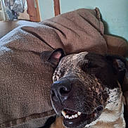 Big Boy is registered to the contest to win money with this photo: background, black, brown, close_up, couch, cozy, dog, ears, face, fur, household, indoor, nostrils, pet, pillow, relaxed, resting, sleeping, smiling, white