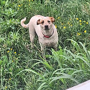 Sugar is registered to the contest to win money with this photo: dog, grass, wildflowers, nature, outdoor, greenery, canine, animal, collar, yellow_flowers, field, plant, fur, pet, leaf, standing, muzzle, tail, ears, eyes