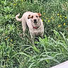 dog, grass, wildflowers, nature, outdoor, greenery, canine, animal, collar, yellow_flowers, field, plant, fur, pet, leaf, standing, muzzle, tail, ears, eyes