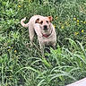dog, grass, greenery, wildflowers, yellow_flowers, outdoor, pet, animal, collar, nature, standing, fur, ears, tail, snout, alert, plants, daylight, photography, garden
