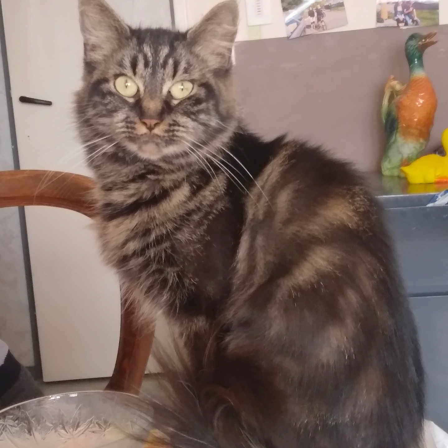 Rosalie participe au concours pour gagner de l'argent avec cette photo : animal, cat, ceramic_duck, chair, cute, domestic, feline, fur, green_eyes, household, indoor, kitchen, pet, photos, sitting, striped, tabby_cat, table, tail, whiskers