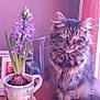 cat, tabby_cat, flower, hyacinth, plant, teacup, indoor, wooden_surface, window, curtain, furniture, pet, fur, green_eyes, potted_plant, decor, table, closeup, domestic_animal, houseplant