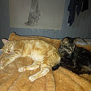 Orangade participe au concours pour gagner de l'argent avec cette photo : cat, sleeping, ginger_cat, tabby_cat, blanket, indoor, cozy, feline, resting, fur, pet, animal, bed, warm, cute, domestic, two_cats, soft, relaxing, quiet