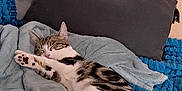 Nami a rejoint le concours — aidez-le/la à gagner de superbes lots ! cat, tabby_cat, sleeping, blanket, pillow, indoor, pet, cozy, feline, fur, resting, cute, animal, domestic_cat, relaxation, soft_texture, paw, striped, whiskers, napping