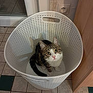 Nami a rejoint le concours — aidez-le/la à gagner de superbes lots ! cat, tabby_cat, laundry_basket, white_basket, indoor, floor_tiles, curious, pet, domestic, animal, looking_up, ears, whiskers, tail, pink_nose, household, cabinet, wall_socket, floor, home