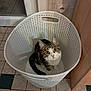 cat, tabby_cat, laundry_basket, white_basket, indoor, floor_tiles, curious, pet, domestic, animal, looking_up, ears, whiskers, tail, pink_nose, household, cabinet, wall_socket, floor, home