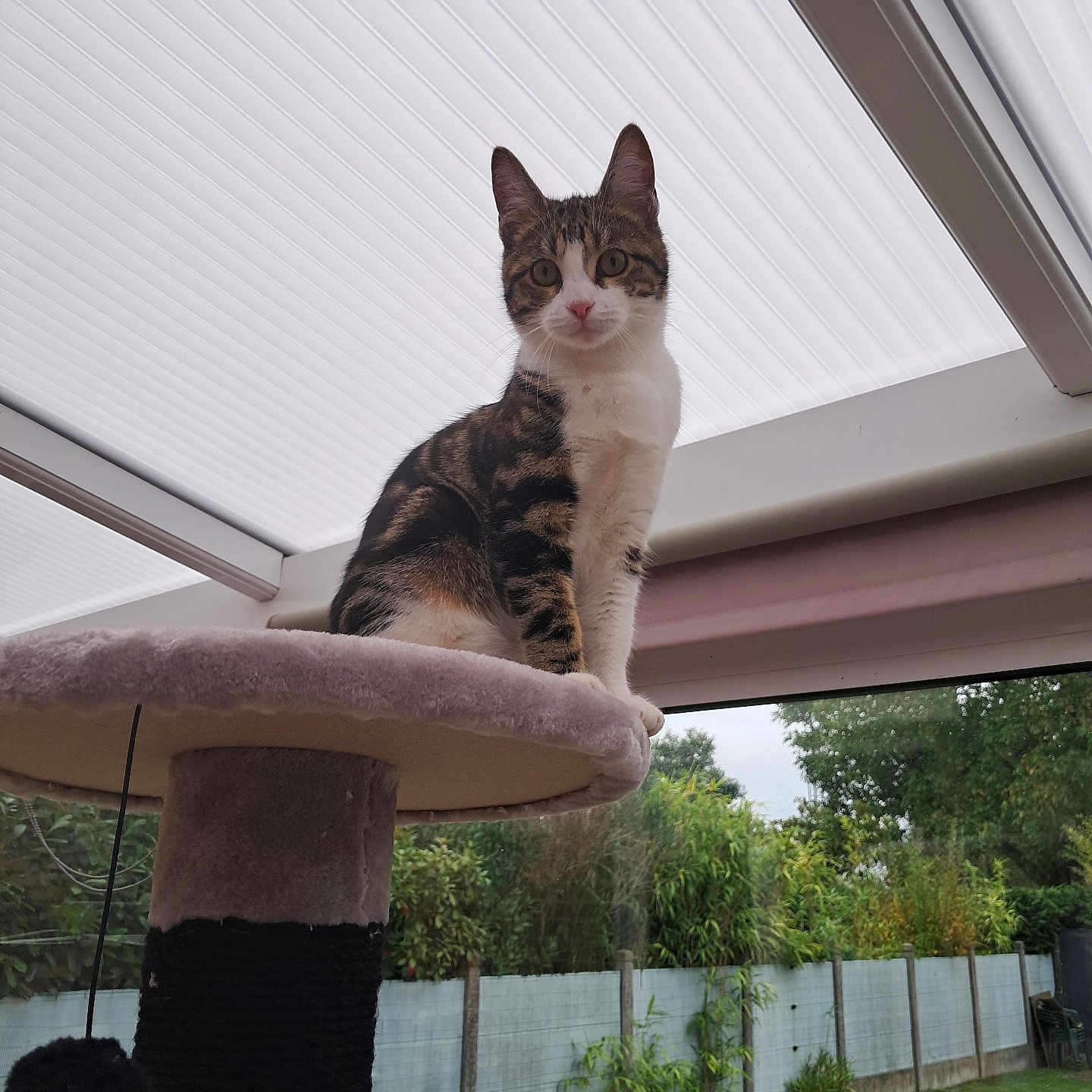 Nami participe au concours pour gagner de l'argent avec cette photo : animal, cat, cat_tree, curious, daylight, ears, fence, fur, garden, greenery, home, indoor, looking, paws, perched, pet, relaxing, tabby_cat, whiskers, window