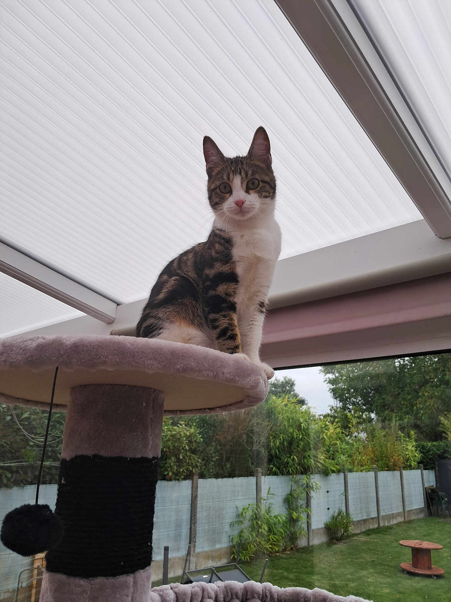Nami participe au concours pour gagner de l'argent avec cette photo : cat, tabby_cat, cat_tree, indoor, window, garden, greenery, fence, pet, animal, curious, looking, perched, paws, fur, whiskers, ears, daylight, home, relaxing