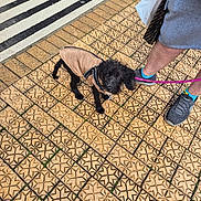 Bella joined the competition — help win amazing prizes! dog, puppy, black_dog, jacket, leash, sidewalk, tiles, patterned_tiles, person, shorts, sneakers, crosswalk, street, urban, outdoor, walking, pet, curious, small_dog, footwear