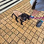 dog, puppy, black_dog, jacket, leash, sidewalk, tiles, patterned_tiles, person, shorts, sneakers, crosswalk, street, urban, outdoor, walking, pet, curious, small_dog, footwear