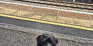 Bella joined the competition — help win amazing prizes! dog, leash, train_station, platform, bench, railway_tracks, asphalt, outdoor, pet, curious, black_dog, white_chest, scruffy, greenery, fence, sign, quiet, waiting, daytime, pavement