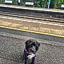 dog, leash, train_station, platform, bench, railway_tracks, asphalt, outdoor, pet, curious, black_dog, white_chest, scruffy, greenery, fence, sign, quiet, waiting, daytime, pavement