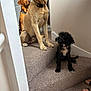 Bella is registered to the contest to win money with this photo: dog, dogs, stairs, carpet, indoor, pets, canine, brown_dog, yellow_dog, black_dog, collar, fur, paw, looking, sitting, home, animal, floor, wall, feet
