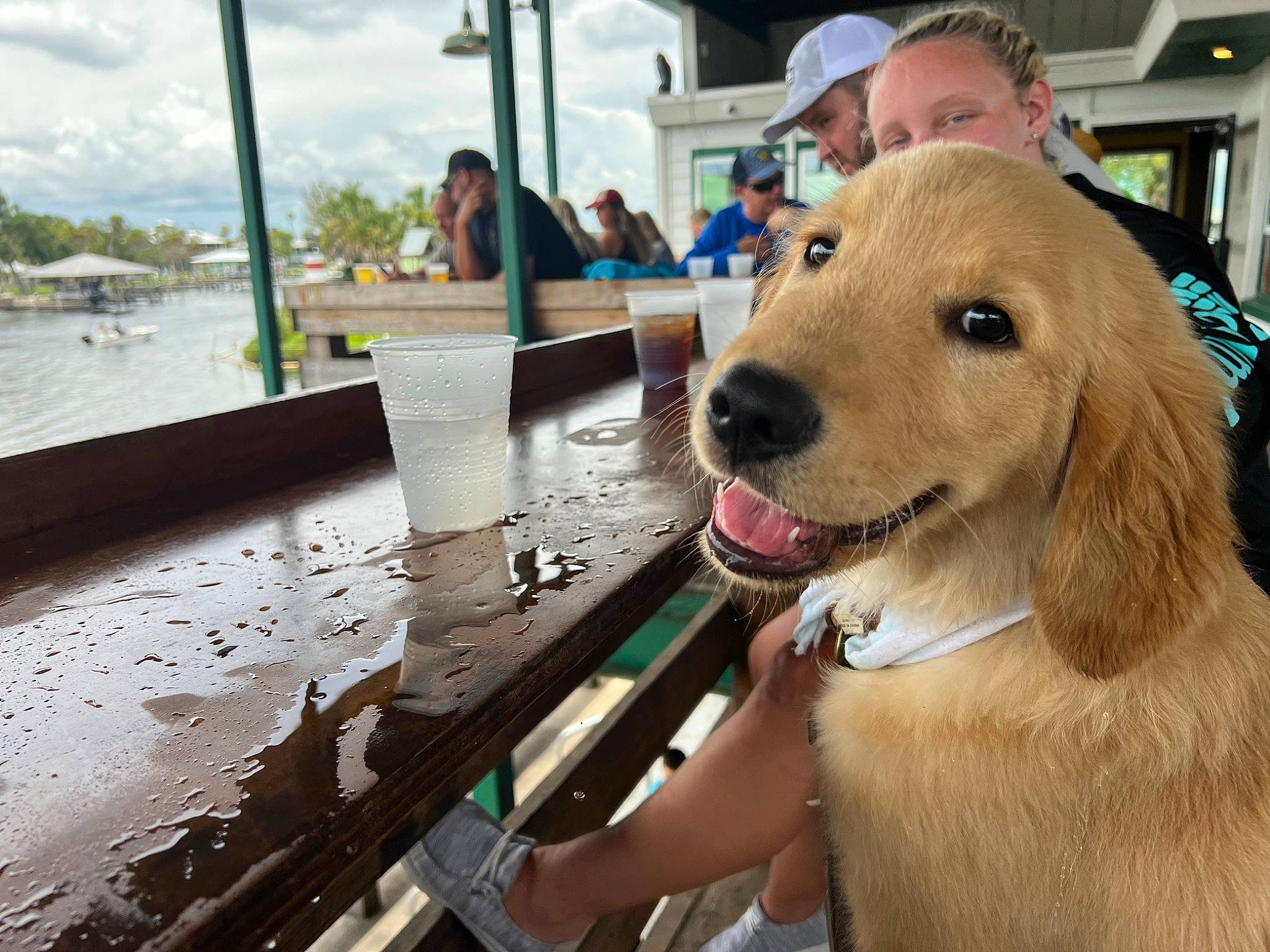 Goose joined the competition — help win amazing prizes! carnivore, cloud, collar, companion_dog, dog, dog_breed, dog_collar, event, fawn, fun, hat, lake, leisure, pet_supply, recreation, retriever, sky, snout, sporting_group, water
