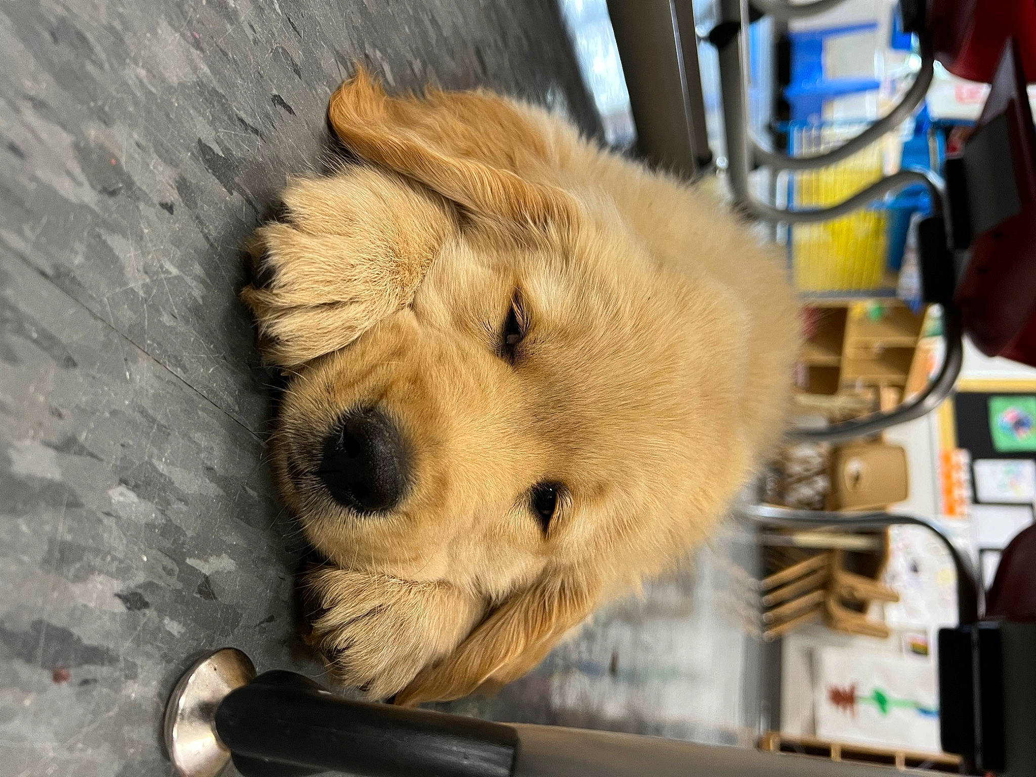 Goose is registered to the contest to win money with this photo: animal_shelter, canidae, carnivore, companion_dog, dog, dog_breed, fawn, flooring, fur, snout, sporting_group, terrestrial_animal, whiskers, wood, working_animal