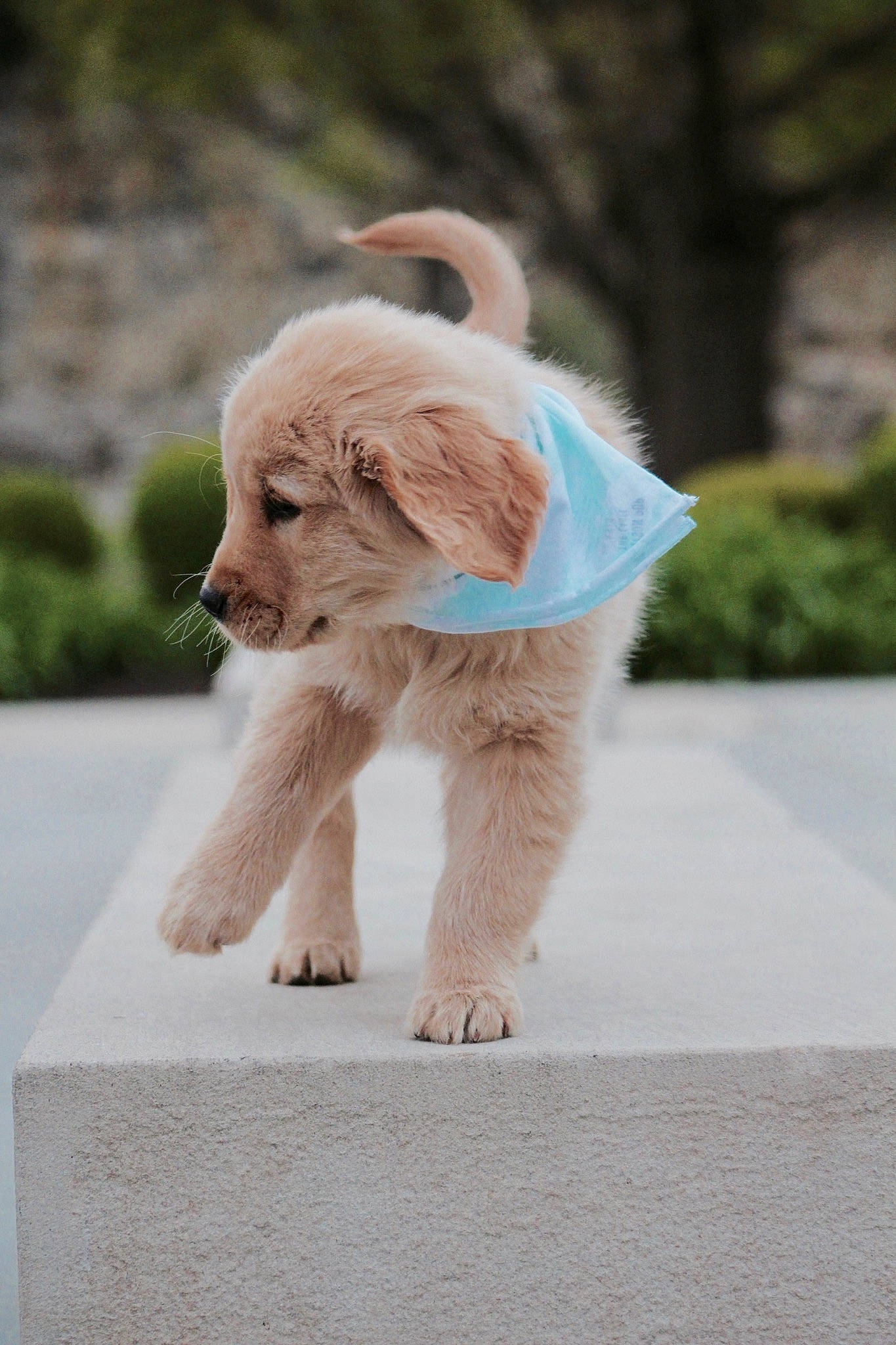 Goose joined the competition — help win amazing prizes! canidae, carnivore, companion_dog, dog, dog_breed, dog_supply, fawn, fur, grass, labrador_retriever, mammal, paw, pet_supply, plant, retriever, snout, sporting_group, tail, terrestrial_animal, working_animal