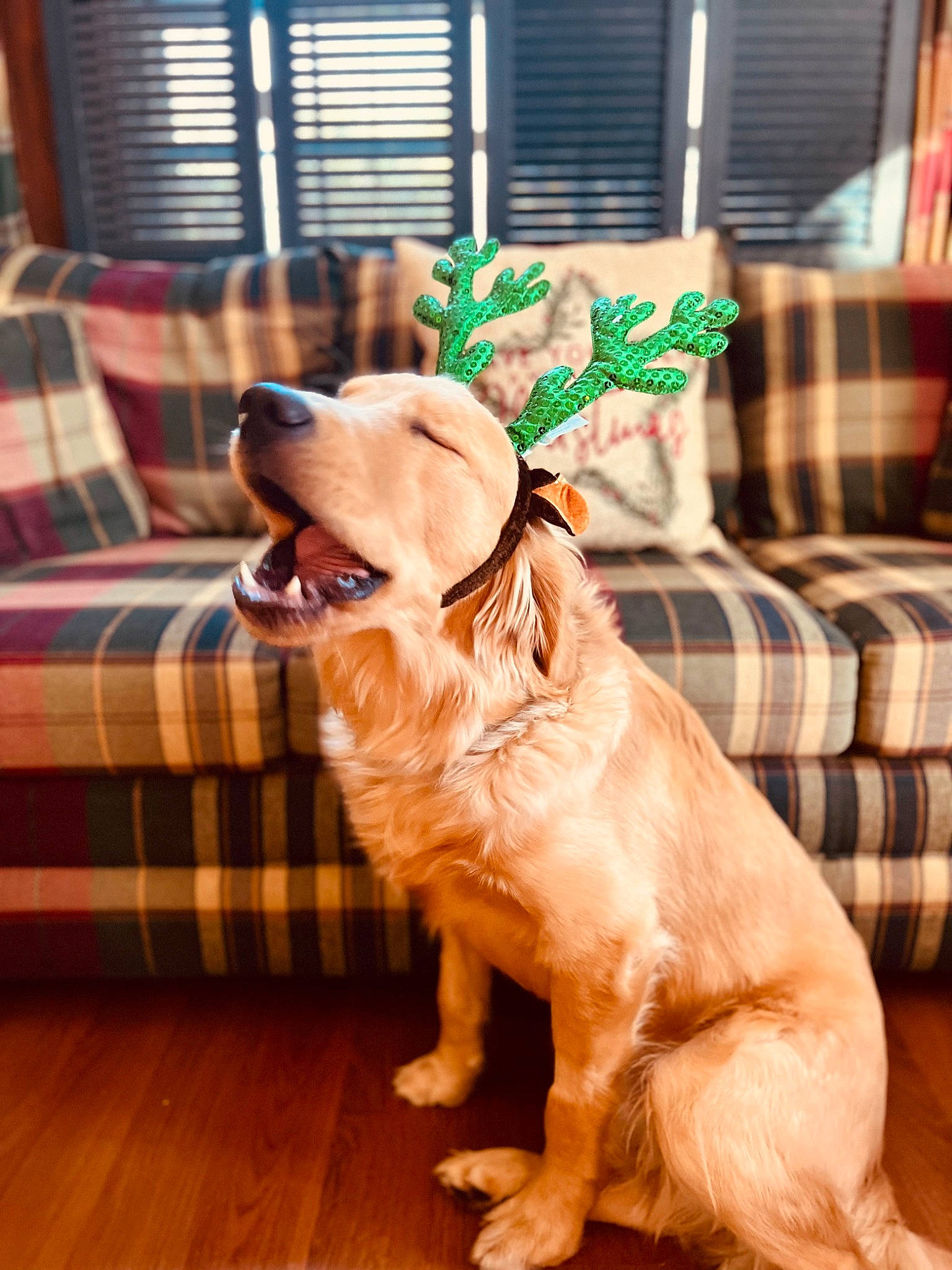 Goosey is registered to the contest to win money with this photo: carnivore, chair, companion_dog, couch, dog, dog_breed, dog_collar, fawn, floor, flooring, furniture, hardwood, pattern, plaid, table, tartan, window, wood, wood_flooring, working_animal