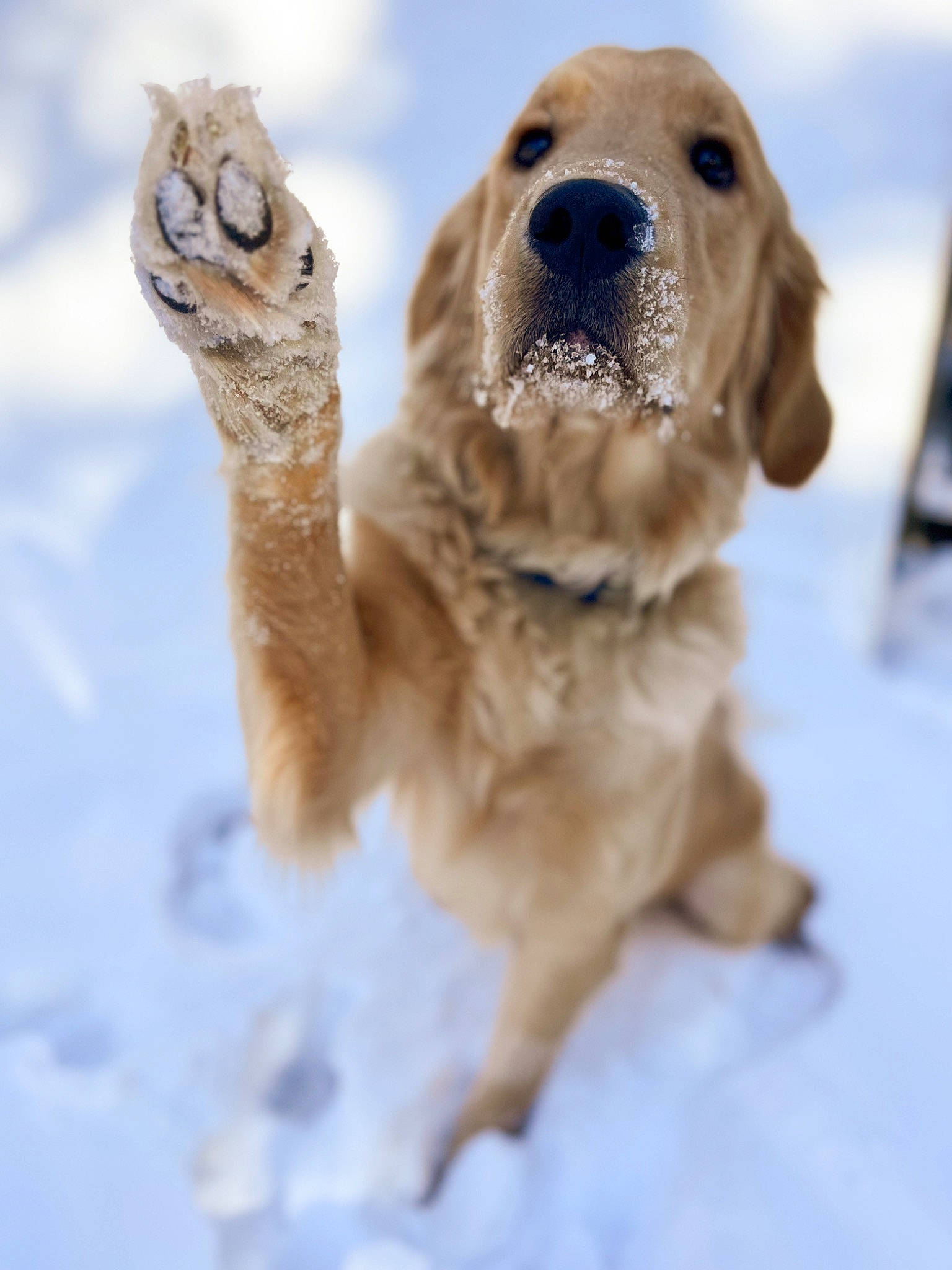 Goosey joined the competition — help win amazing prizes! canidae, carnivore, companion_dog, dog, dog_breed, fawn, freezing, fur, golden_retriever, gun_dog, paw, retriever, snout, snow, sporting_group, terrestrial_animal, whiskers, winter, working_animal, working_dog