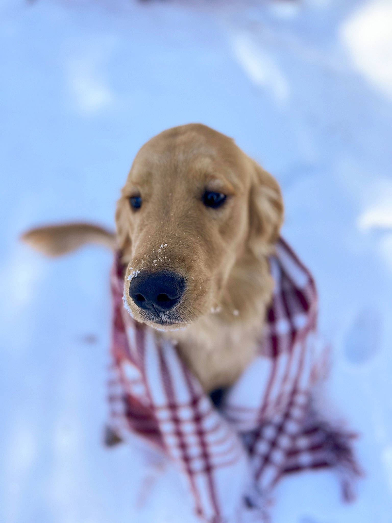 Goosey joined the competition — help win amazing prizes! canidae, carnivore, collar, companion_dog, dog, dog_breed, dog_collar, dog_supply, ear, eye, fawn, fur, head, pet_supply, snout, snow, sporting_group, whiskers, winter, working_animal