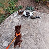 animal, black_and_white, brown, cat, companionship, confrontation, curious, dog, garden, harness, leash, lying_down, orange, outdoor, patio, pet, standing, stone, tabby, walking