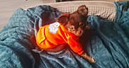 Bahia a rejoint le concours — aidez-le/la à gagner de superbes lots ! animal, basket, blue_blanket, brown_dog, cozy, cute, dog, dog_sweater, floppy_ears, fur, home, household, indoors, orange_clothing, pet, portrait, puppy, sitting, small_dog, tail