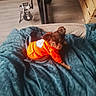 animal, basket, blue_blanket, brown_dog, cozy, cute, dog, dog_sweater, floppy_ears, fur, home, household, indoors, orange_clothing, pet, portrait, puppy, sitting, small_dog, tail