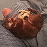 Bahia a rejoint le concours — aidez-le/la à gagner de superbes lots ! blanket, brown_fur, couch, cozy, curled_up, cushion, cute, dog, floppy_ears, indoor, long_hair, nap, paws, pet, portrait, relaxed, resting, sleeping, small_dog, upside_down