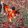 Bahia participe au concours pour gagner de l'argent avec cette photo : adorable, animal, autumn, brown_fur, dog, fluffy, forest_floor, grass, harness, leash, leaves, nature, orange_clothing, outdoor, pet, puppy, small_dog, sweater, walking, white_paws