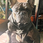 Rambo is registered to the contest to win money with this photo: dog, french_bulldog, chair, pet, indoor, animal, furniture, collar, brown_dog, looking, sitting, light, shadow, wooden_chair, household, fan, laundry_basket, domestic, portrait, canine