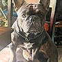 dog, french_bulldog, chair, pet, indoor, animal, furniture, collar, brown_dog, looking, sitting, light, shadow, wooden_chair, household, fan, laundry_basket, domestic, portrait, canine