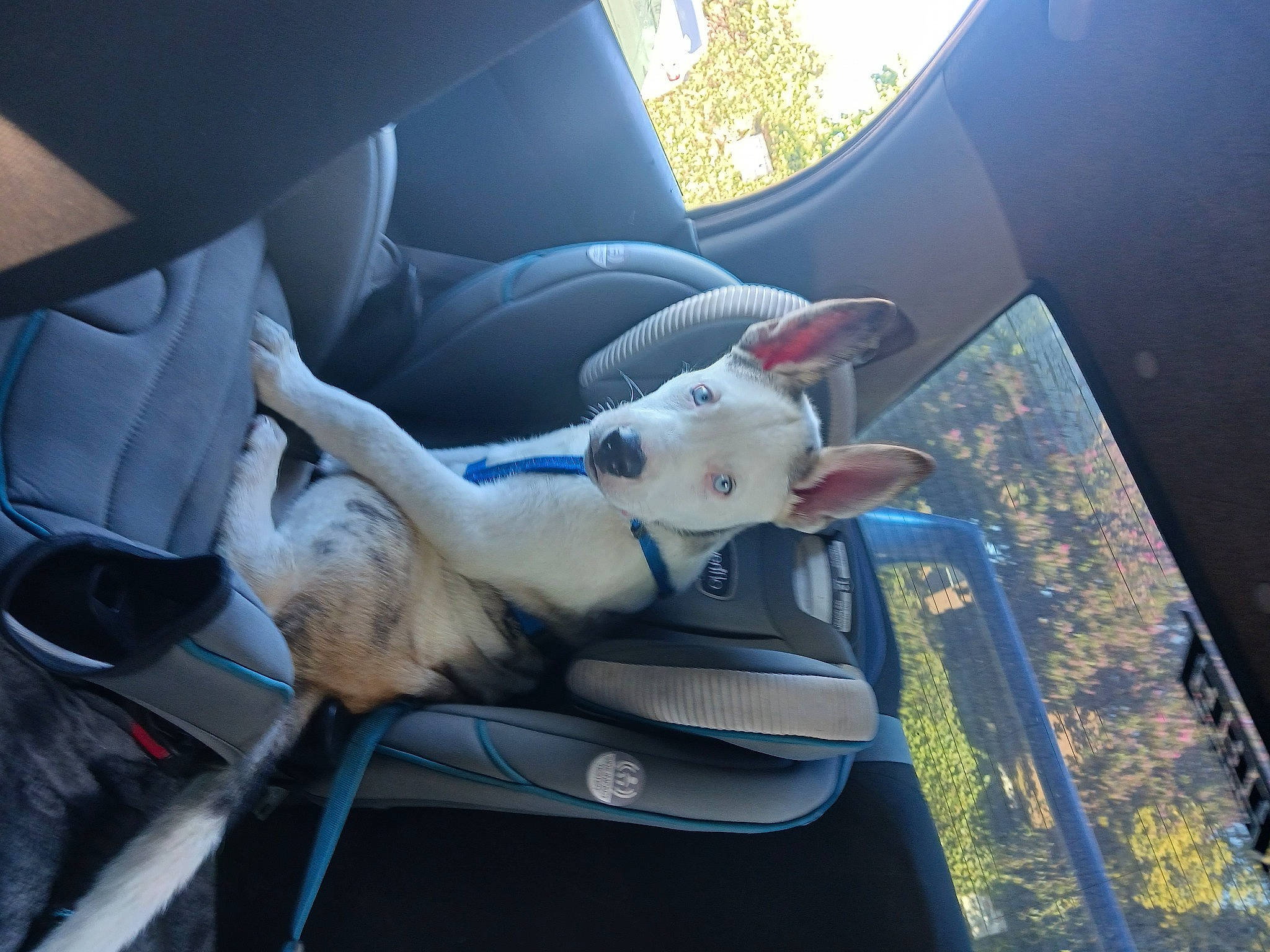 Bingo is registered to the contest to win money with this photo: auto_part, automotive_design, automotive_exterior, car, car_seat, carnivore, companion_dog, dog_breed, fawn, felidae, motor_vehicle, small_to_medium_sized_cats, steering_wheel, stuffed_toy, tail, toy, vehicle_door, whiskers, window, windshield