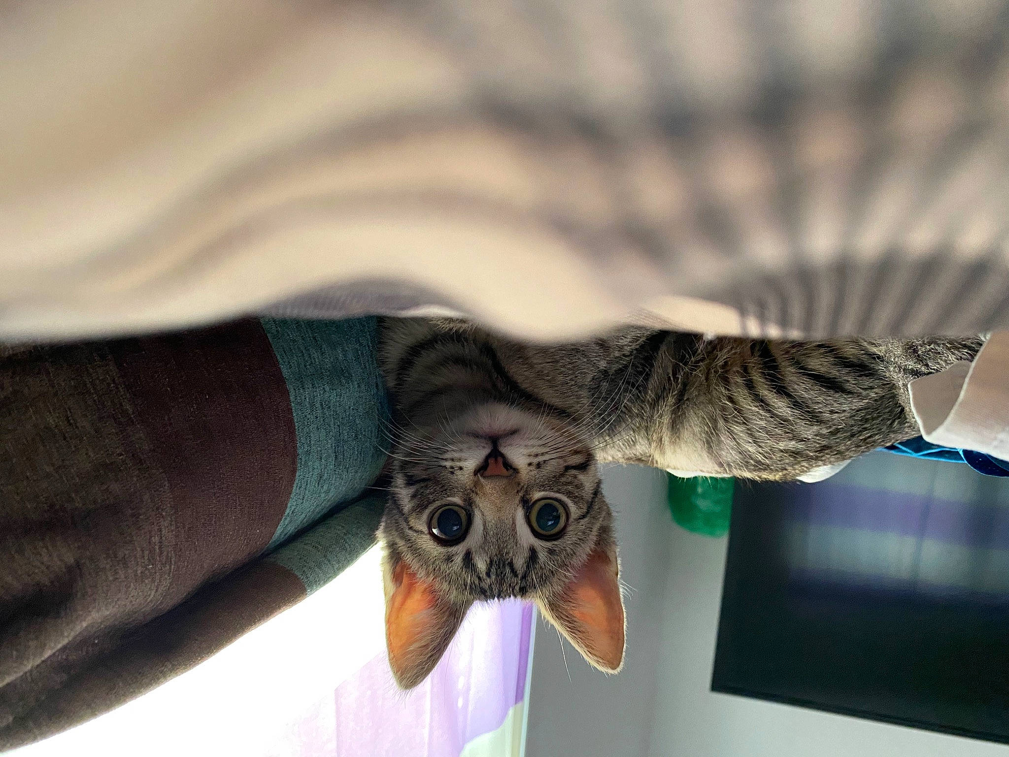 Kylo is registered to the contest to win money with this photo: bird_of_prey, electric_blue, eyewear, fashion_accessory, feather, felidae, fur, gesture, glasses, grey, hand, macro_photography, organism, owl, pattern, small_to_medium_sized_cats, street_fashion, textile, whiskers, wing