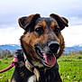 Milo a rejoint le concours — aidez-le/la à gagner de superbes lots ! dog, canine, pet, leash, collar, tongue_out, ears, grass, field, mountains, sky, cloudy, outdoor, nature, animal, muzzle, fur, black_and_brown, happy, closeup